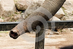 The elephant`s trunk is used to hold things in its mouth