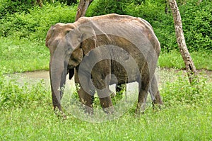 Elephant in safari