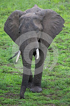 Elephant on Safari, Africa, Zambia