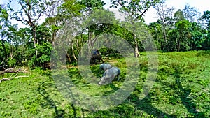 Elephant safari in Chitwan National Park, Nepal