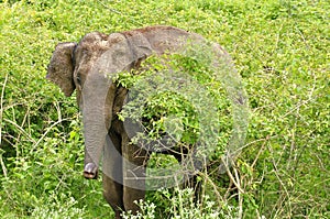 Elephant in safari of India