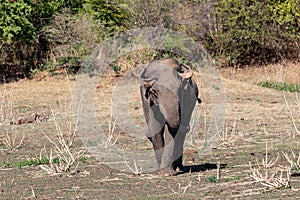 Elephant on a safari at the National Park