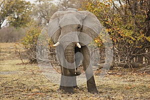 Elephant in a Safari Nature Reserve Africa