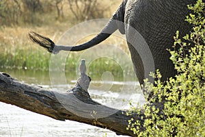 Elephant in a Safari Nature Reserve Africa