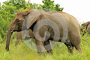 Elephant in safari park in South Africa