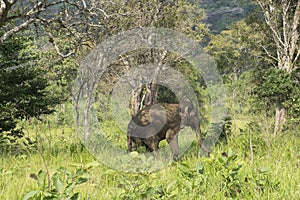 Elephant Safari in Polonnaruwa, Sri Lanka.