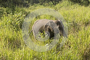 Elephant Safari in Polonnaruwa, Sri Lanka.