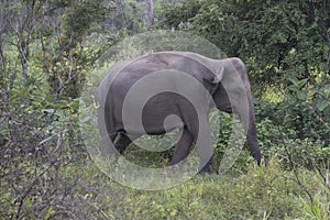 Elephant Safari in Polonnaruwa, Sri Lanka.