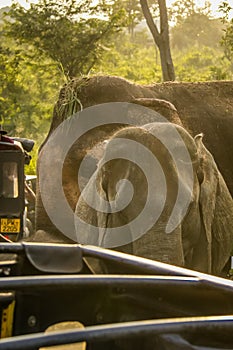 Elephant safari , srilanka