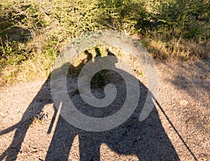 Elephant safari at Victoria Falls in Zambia