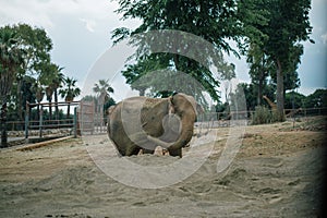 Elephant in Safari zoo Fasano apulia Italy