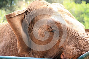 Elephant in the safaripark  of national park Brioni, Croatia photo