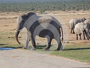 Elephant in safaripark South Africa while looking in camera photo