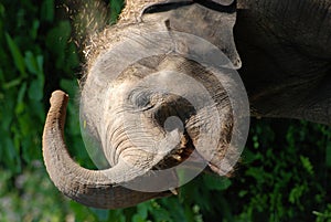 Elephant salute