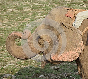 Elephant saluting with its trunk up