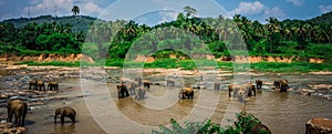 Elephant sanctuary in Sri Lanka