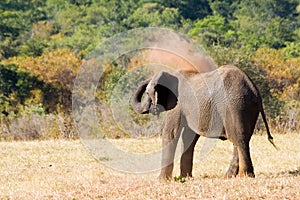 Elephant is Sand Bathing