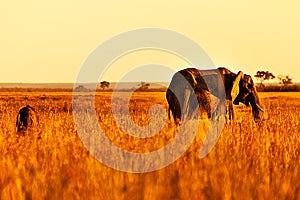 Elephant and savana photo