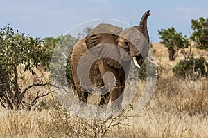 Elephant in The Savana of the Tsavo National Park, Kenya