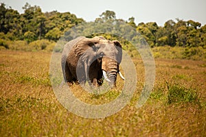 Elephant on savanna, Kenya, Africa