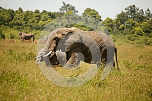 Elephant on savanna, Kenya, Africa