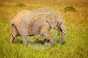 Elephant on savanna, Kenya, Africa