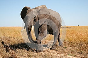 Un elefante 