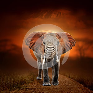 Elephant on savanna landscape background and Mount Kilimanjaro at sunset