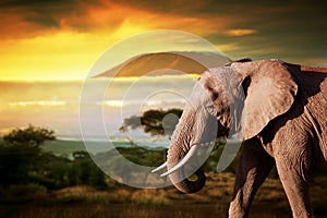 Elephant on savanna. Mount Kilimanjaro at sunset