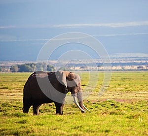 Elephant on savanna. Safari in Amboseli, Kenya, Africa