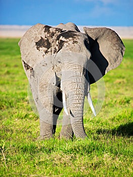 Elephant on savanna. Safari in Amboseli, Kenya, Africa