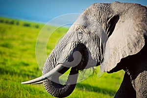 Elephant on savanna. Safari in Amboseli, Kenya, Africa