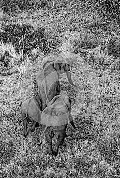 Elephant in the savanna. Shooting from hot air balloon. Africa. Kenya. Tanzania. Serengeti. Maasai Mara.