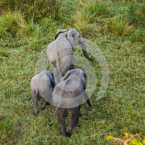 Elephant in the savanna. Shooting from hot air balloon. Africa. Kenya. Tanzania. Serengeti. Maasai Mara.