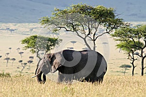 Elephant in the Savannah