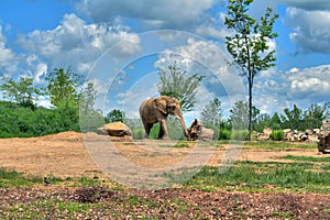 Elephant on savannah