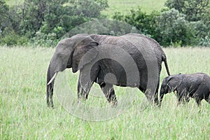 Elephant