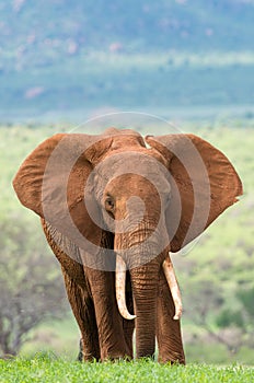 Elephant on the savannah in Kenya photo