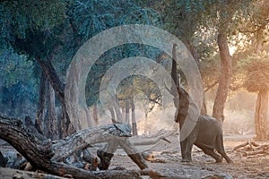 Elephant scene from Mana Pools National Park.