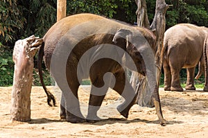 Elephant is scratching the back