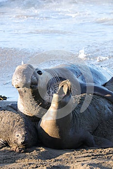 Elephant Seal