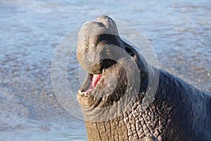 Elephant Seal