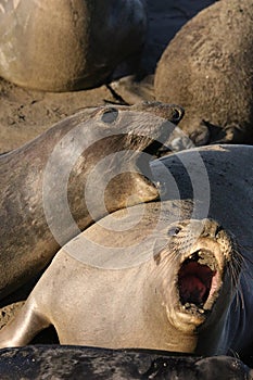 Elephant Seal