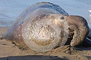 Elephant Seal