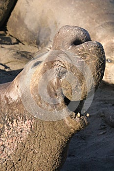 Elephant Seal