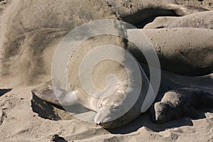 Elephant Seal