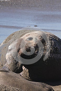 Elephant Seal