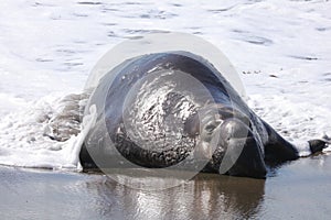 Elephant Seal