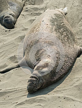 Elephant Seal on the beach