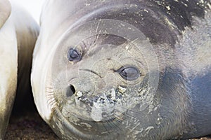 Elephant seal on beach close up, Patagonia, Argentina